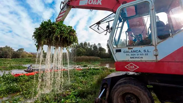 empresa-retirada-de-camalote-en-mérida